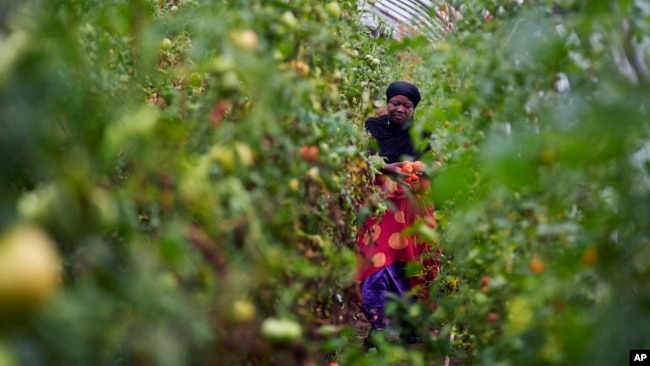 FILE - Farmer Alsi Yussuf, a refugee from Somalia, carries freshly picked tomatoes while harvesting vegetables for a community share program at Fresh Start Farm, Aug. 19, 2024, in Dunbarton, NH.