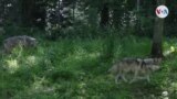 AMBIENTE: Reintroducción de lobos grises: exitoso, más por hacer