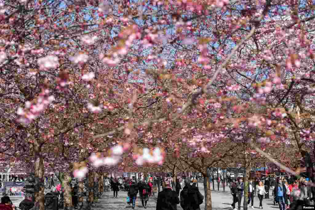 People stroll under blooming cherry trees in Kungstradgarden park in Stockholm, Sweden.