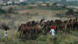Indian camel herders arrive with their camels for the annual cattle fair in Pushkar, Rajasthan state, India.