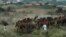Indian camel herders arrive with their camels for the annual cattle fair in Pushkar, Rajasthan state, India.