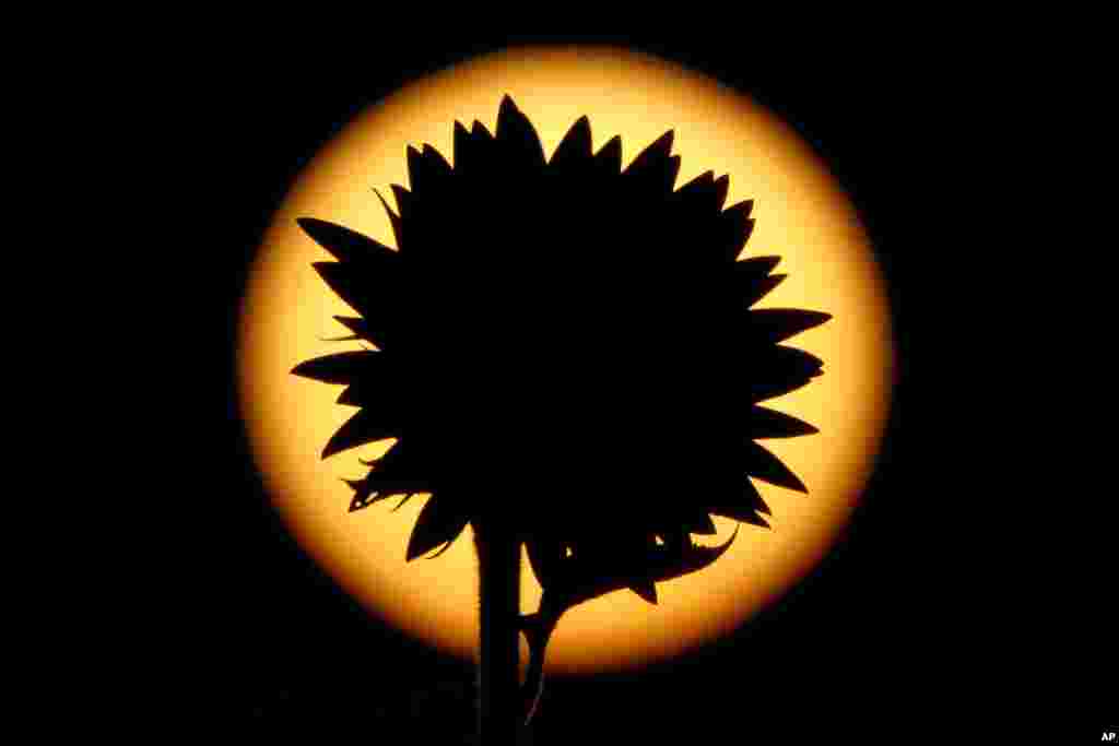 A sunflower is silhouetted against the setting sun in a field, Sept. 7, 2024, near Lawrence, Kansas.