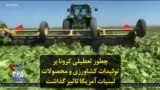 چطور تعطیلی کرونا بر تولیدات کشاورزی و محصولات لبنیات آمریکا تاثیر گذاشت