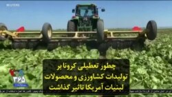 چطور تعطیلی کرونا بر تولیدات کشاورزی و محصولات لبنیات آمریکا تاثیر گذاشت