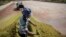 Un ouvrier agricole traite les feuilles de thé Rooibos avant de les emballer à la ferme Skimmelberg dans le district de Clanwilliam en Afrique du Sud le 27 février 2017.