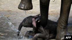 Gus, bayi gajah terbaring di bawah ibunya, Sabie, saat petugas kebun binatang memandikannya di kebun binatang Wuppertal, sebelah barat Jerman, 24 April 2019.