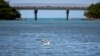 ARCHIVO - Un pájaro vuela sobre el estuario de la Bahía de San Juan en San Juan, Puerto Rico, 26 de octubre de 2013.