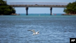 ARCHIVO - Un pájaro vuela sobre el estuario de la Bahía de San Juan en San Juan, Puerto Rico, 26 de octubre de 2013.