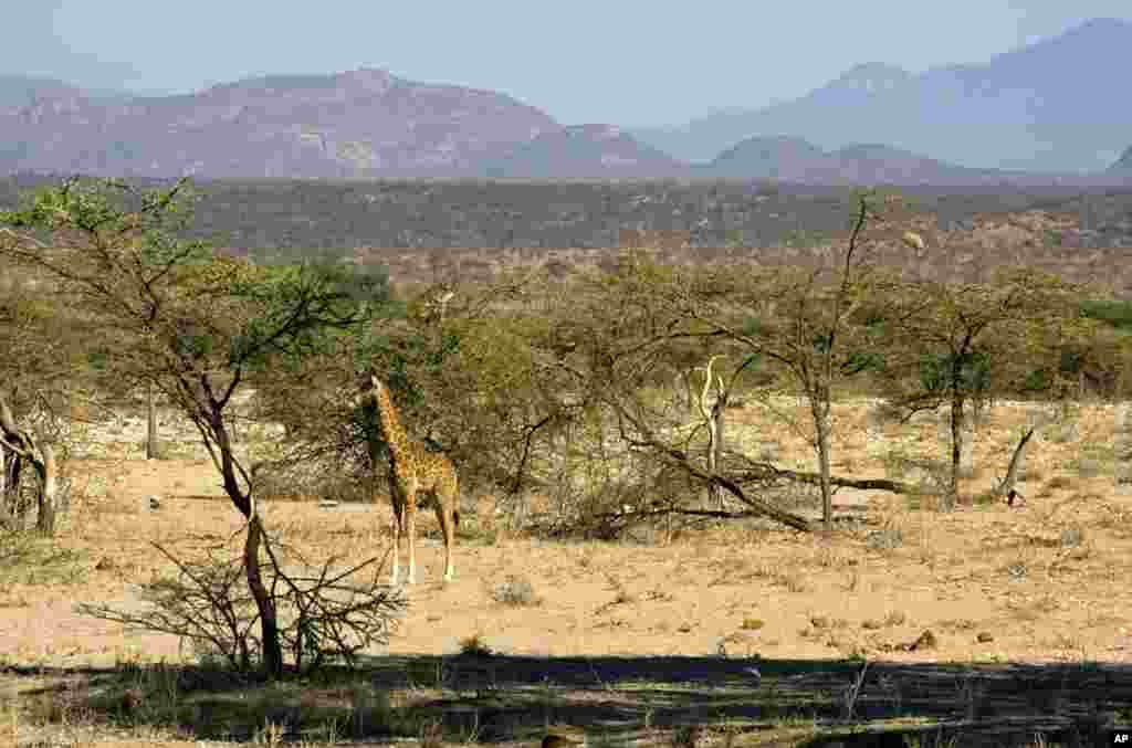 Maasai giraffe (Giraffa camelopardalis tippelskirchi) in Samburu National Reserve, Kenya. (Photo: Vicente Polo)