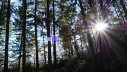 Árboles que hablan de Cambio Climático