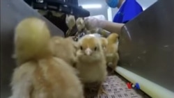 ဒီသီတင်းပတ် အာရှစီးပွားရေး