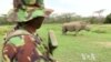 Technology Helps Save Endangered Species in Africa