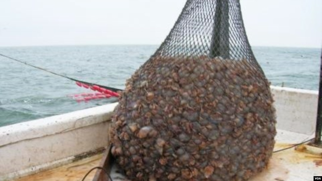 Ubur-ubur yang berbentuk seperti bola (jellyballs) yang baru saja ditangkap (foto: dok).
