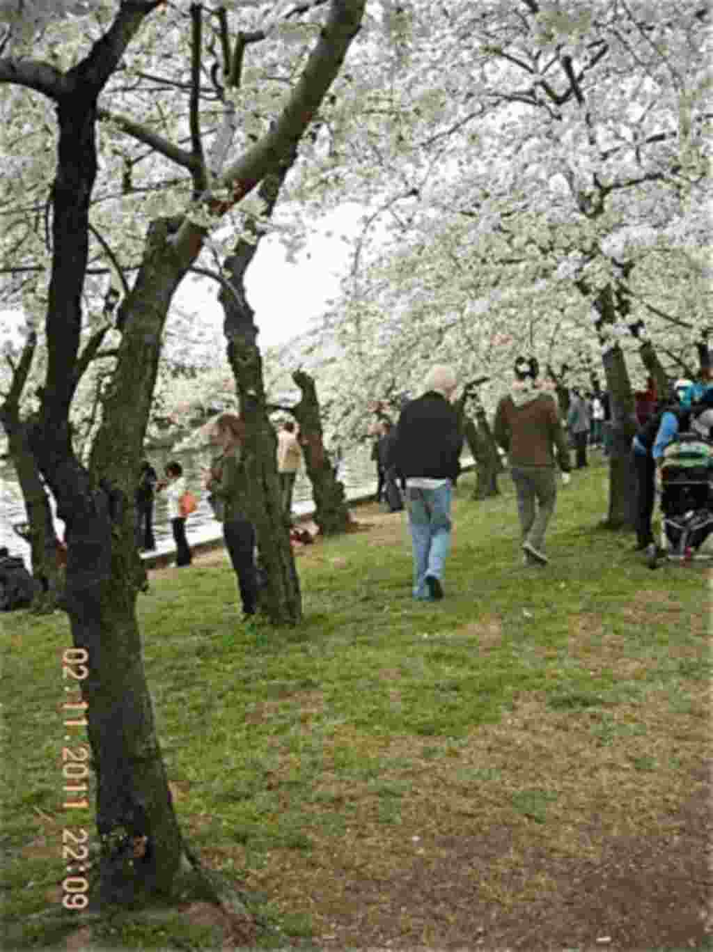 فستیوال شکوفه های گیلاس در واشنگتن ۲۰۱۱