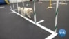 Dogs Hit the Canine Gym for Exercise