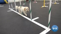 Dogs Hit the Canine Gym for Exercise