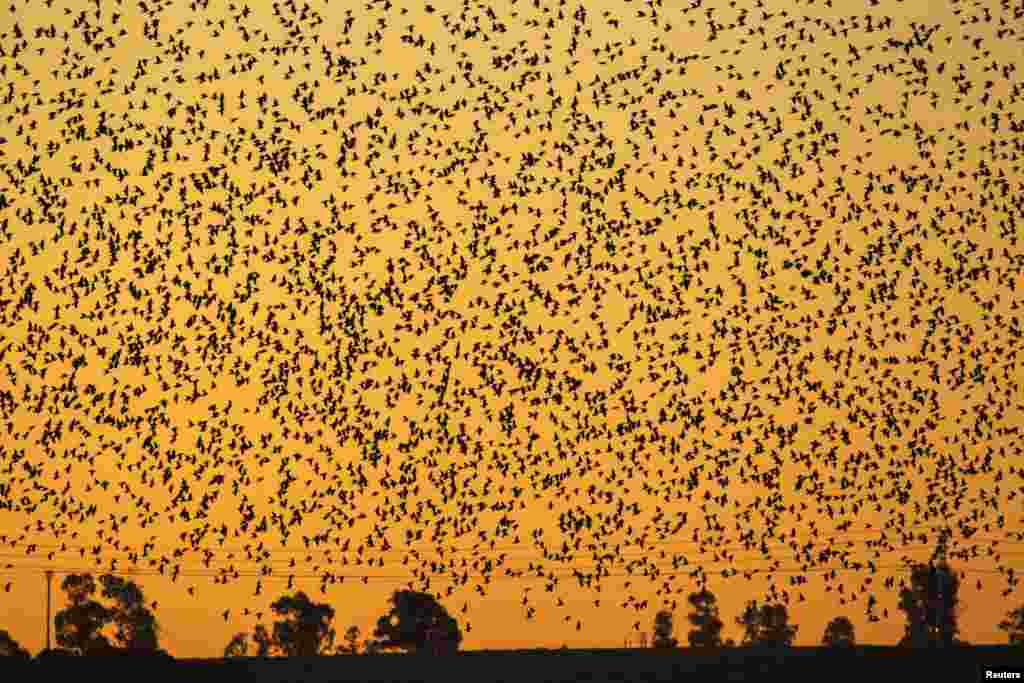 A flock of starlings fly over an agricultural field near the southern Israeli city of Netivot, Feb. 12, 2014.