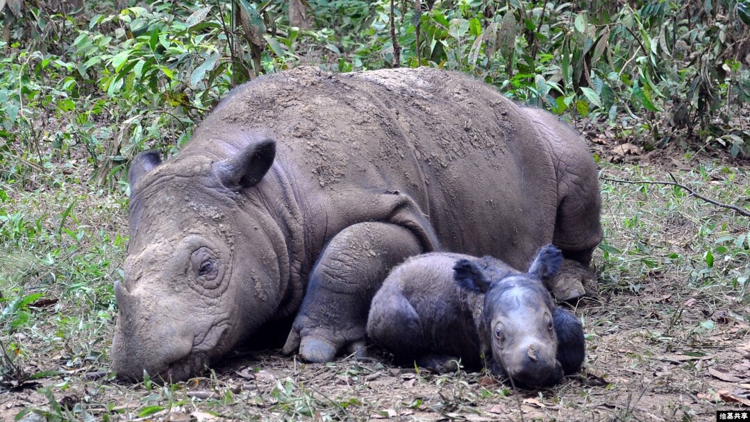 Sumatran rhinoceros resting.
