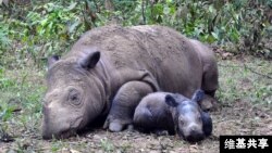 Sumatran rhinoceros resting.