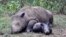 Sumatran rhinoceros resting.