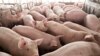 Piglets Aborted, Chickens Euthanized as Pandemic Slams Meat Sector