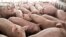 FILE - Pigs nearing market weight stand in a pen at Duncan Farms in Polo, Illinois, April 9, 2018.