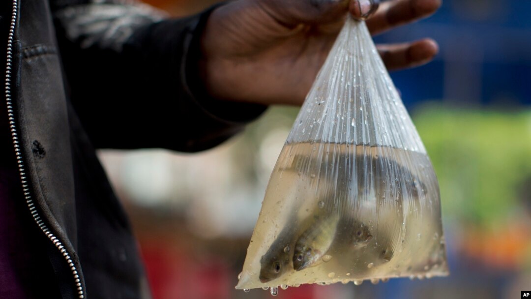 FILE - A person shows off small fish in a plastic bag in Nairobi, Kenya, June 1, 2016.