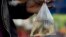 FILE - A person shows off small fish in a plastic bag in Nairobi, Kenya, June 1, 2016.