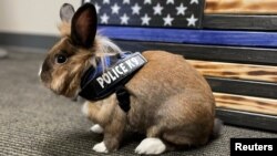 Yuba City Police Department adopts a rabbit