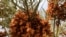 FILE - Date bunches hang in a tree in the beginning of the harvest season in Barkal, in northern Sudan, on September 15, 2023.