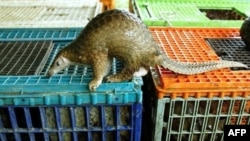 A Malayan pangolin is seen out of its cage after being confiscated by the Department of Wildlife and Natural Parks in Kuala Lumpur. (File)