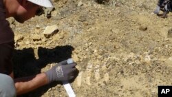 Dr. Jonathan Hoffman, paleontologist with the Santa Barbara Museum of Natural History works on an ancient Sea Cow fossil on Santa Rosa Island In this July 21, 2017 photo provided by the National Park Service.. 