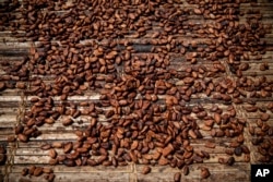 FILE—Cocoa beans dry in Divo, West-Central Ivory Coast, November 19, 2023.