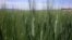 FILE - This photo taken in October 2012 shows a half-hectare wheat farm near Debre Zeit, in Ethiopia’s Amhara region.