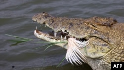 FILE - A crocodile eats a chicken in the "Caimans lake" next to the former Houphouet-Boigny House in Yamoussoukro on January 21, 2024.