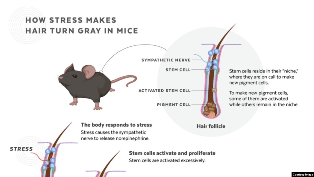 Infografika opisuje kako su matične ćelije iscrpljene kao reakcija na stres, uzrokujući da kosa sedi kod miševa. (Foto: Judy Blomquist / Harvard University)