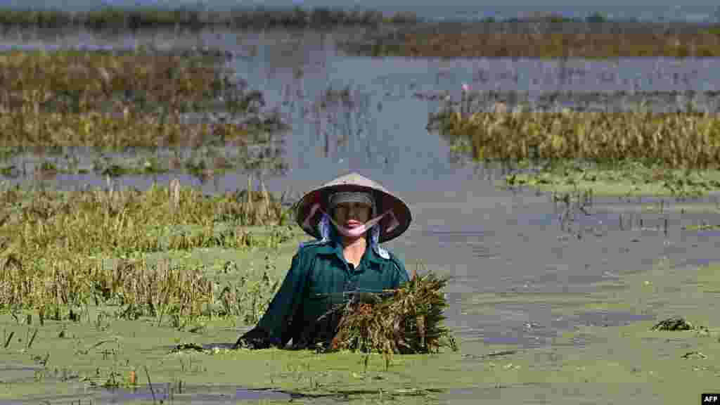 Seorang petani berusaha menyelamatkan hasil panen dari sawah yang terendam banjir di distrik Chuong My, Hanoi. Banjir parah di Vietnam tengah telah menewaskan tiga orang dan memaksa lebih dari 10.000 penduduk mengungsi. (AFP)&nbsp;