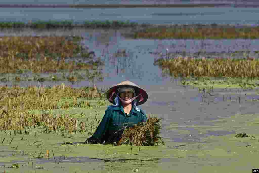 A farmer salvages the harvest from a flooded rice field in Hanoi&#39;s Chuong My district. Serious flooding in central Vietnam has killed three people and forced more than 10,000 residents to evacuate their homes, disaster officials said September 24.