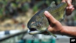 This August 2017 photo provided by the U.S. Fish and Wildlife Service shows a winter-run Chinook salmon. Approximately 29,000 endangered winter-run juvenile Chinook salmon were released into the North Fork…