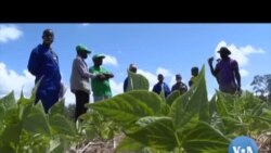 Moçambique: Cabo Delgado produz farinha de milho Made in Mozambique