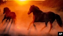 FILE - On a horse farm near Frankfurt, Germany, Iceland horses kick up dust as they run in their enclosure as the sun rises early one morning in August, 2020. (AP Photo/Michael Probst)