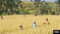 Para petani di Jatiluwih, Bali, sedang memanen padi (Muliarta/VOA Indonesia)