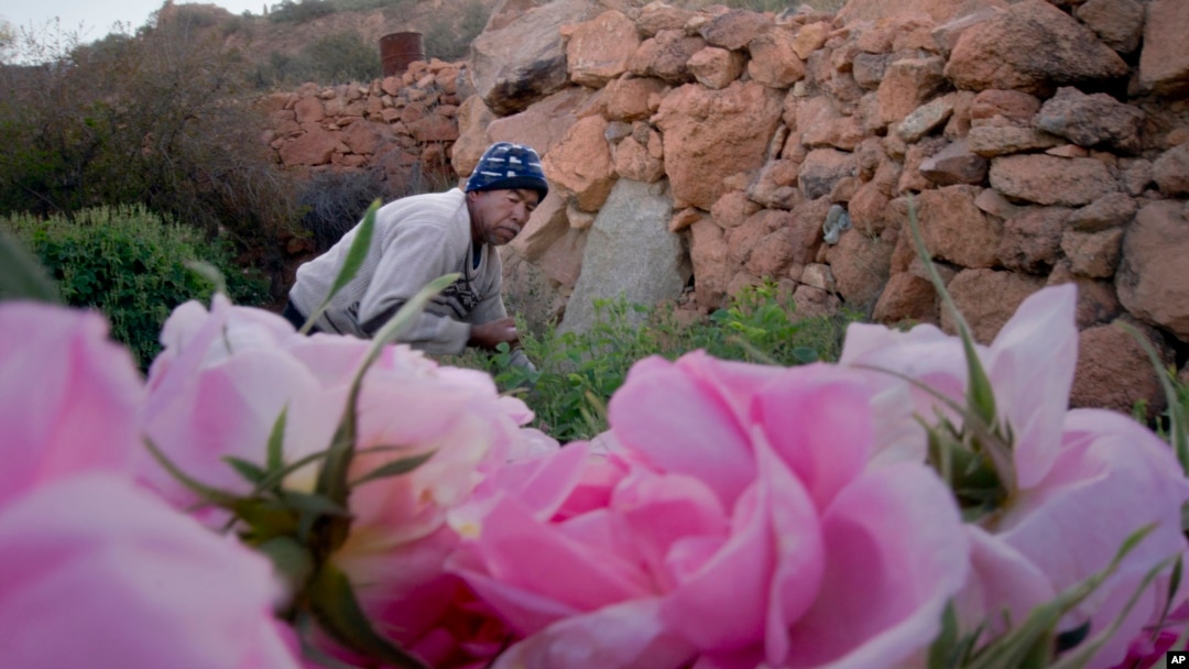 Haji Moussa memanen bunga mawar Damask di pertanian al-Shada, Taif, Arab Saudi, 13 April 2021. (AP Photo/Amr Nabil)