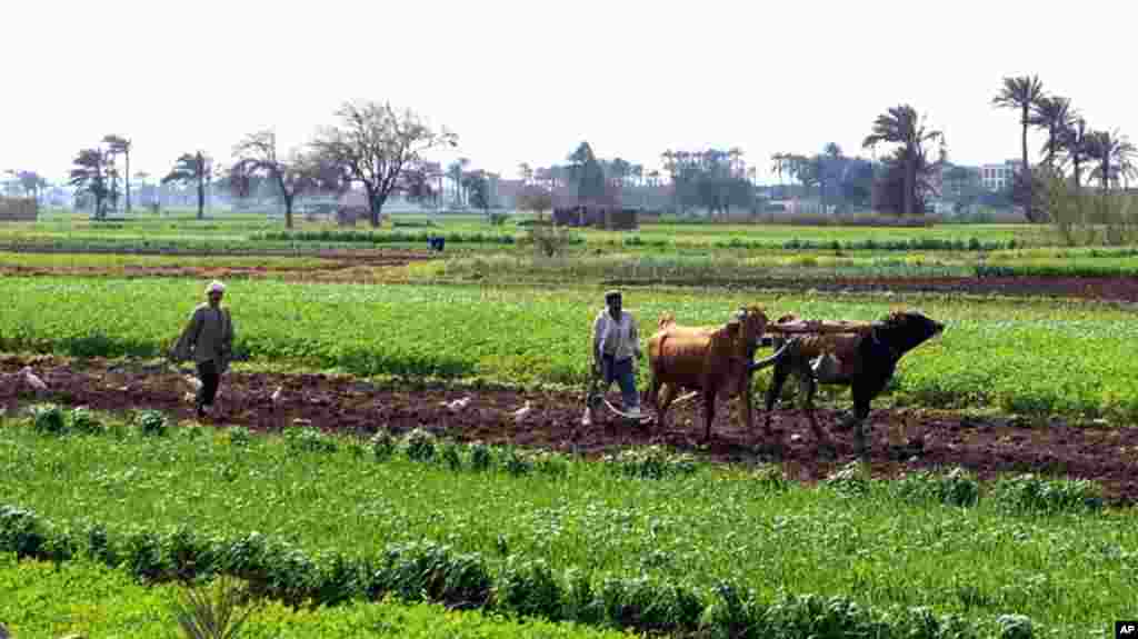 Even with a national uprising, farmers must till the soil. Near Kafr Torky, Egypt, February 13, 2011 (VOA photo - E. Arrott)