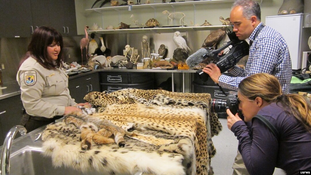 Inspektur margasatwa menunjukkan kulit-kulit binatang ilegal kepada para wartawan di laboratorium bukti margasatwa di Dinas Perikanan dan Margasatwa AS di Valley Stream, New York, 2014.