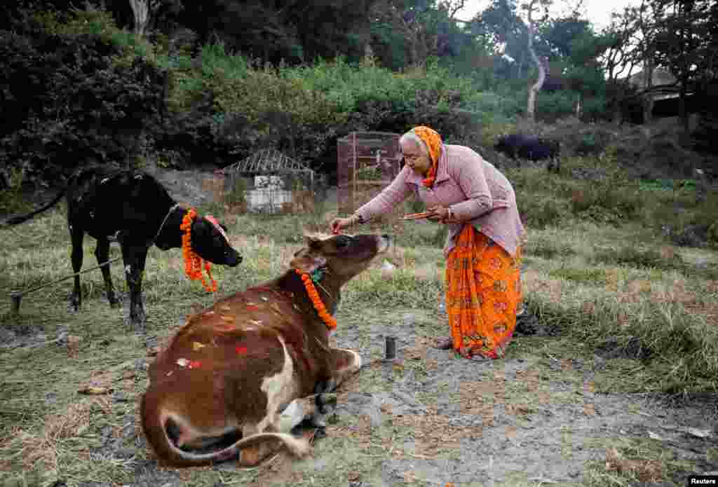 A woman offers prayers to a cow during a religious ceremony celebrating the Tihar festival, also known as Diwali, in Kathmandu, Nepal.