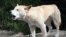 FILE - This April 1998 photo shows an Australian wild dingo at an Australian wildlife park.