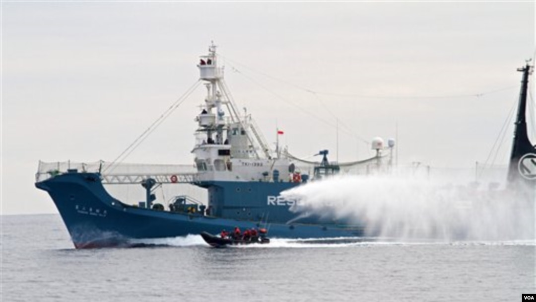Kapal Penangkap Paus Jepang 'Yushin Maru No.3' menyemburkan air ke kapal milik aktivis anti-perburan paus 'Sea Shepherd Conservation Society'. Kegiatan Tahunan Jepang Berburu Paus diperkirakan membunuh 1.000 paus setiap tahunnya (foto:dok).
