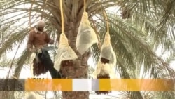 En Tunisie, la saison de la cueillette des dattes touche bientôt à sa fin