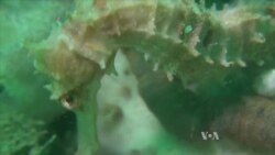 Seahorses at Risk, But Conservation Efforts Having Impact